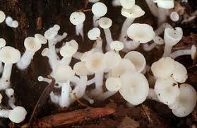 Attēlu rezultāti vaicājumam “Cudoniella acicularis”