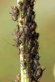 Attēlu rezultāti vaicājumam “Uroleucon hypochoeridis”