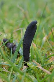 Attēlu rezultāti vaicājumam “Geoglossum sp.”