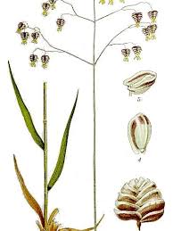 Attēlu rezultāti vaicājumam “Briza media bud”