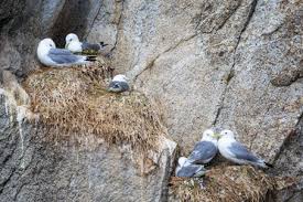 Attēlu rezultāti vaicājumam “Rissa tridactyla nest”