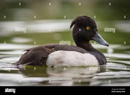 Attēlu rezultāti vaicājumam “Aythya fuligula male”