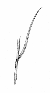 Attēlu rezultāti vaicājumam “Eriophorum angustifolium fruit”