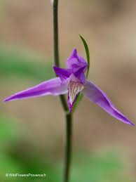 Attēlu rezultāti vaicājumam “Cephalanthera rubra leaf”