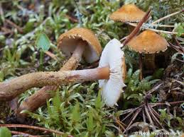 Attēlu rezultāti vaicājumam “Cystoderma amianthinum”