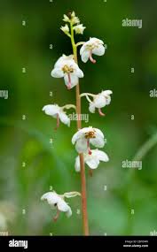 Attēlu rezultāti vaicājumam “Pyrola rotundifolia flower”