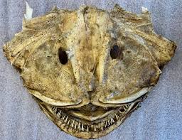 Image result for Lophius americanus