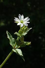 Attēlu rezultāti vaicājumam “Myosoton aquaticum”