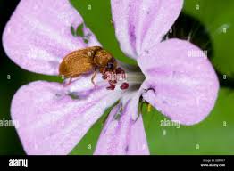 Attēlu rezultāti vaicājumam “Byturus ochraceus”