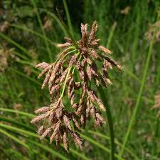 Attēlu rezultāti vaicājumam “Schoenoplectus lacustris subsp. glaucus flower”