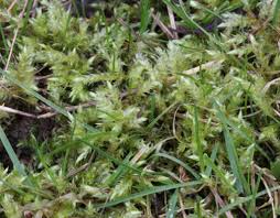 Attēlu rezultāti vaicājumam “Brachythecium rivulare”