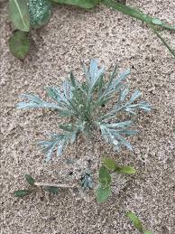 Image result for Artemisia caudata