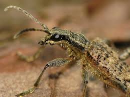 Attēlu rezultāti vaicājumam “Rhagium inquisitor”