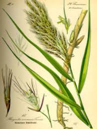Attēlu rezultāti vaicājumam “Phragmites communis leaf”
