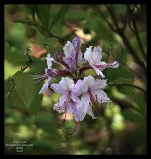 Attēlu rezultāti vaicājumam “Rhododendron periclymenoides flower”