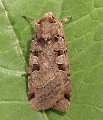 Attēlu rezultāti vaicājumam “Xestia triangulum”