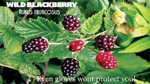 Attēlu rezultāti vaicājumam “Rubus plicatus fruit”