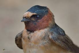 Image result for Petrochelidon pyrrhonota