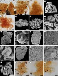 Attēlu rezultāti vaicājumam “Cribraria costata spores”