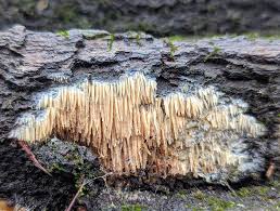 Attēlu rezultāti vaicājumam “Radulomyces confluens”