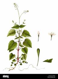 Attēlu rezultāti vaicājumam “Circaea alpina leaf”