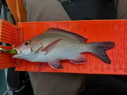 Image result for Lutjanus campechanus