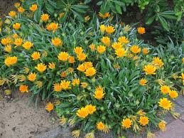 Image result for Gazanien