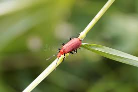 Attēlu rezultāti vaicājumam “Pyrochroidae”