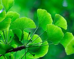 Attēlu rezultāti vaicājumam “Ginkgo biloba leaf”