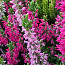 Attēlu rezultāti vaicājumam “Calluna vulgaris flower”