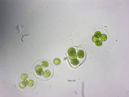 Attēlu rezultāti vaicājumam “Chlorophyta”