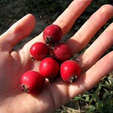 Attēlu rezultāti vaicājumam “Crataegus submollis fruit”