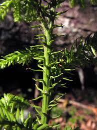 Attēlu rezultāti vaicājumam “Mnium lycopodioides”