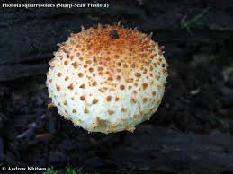 Attēlu rezultāti vaicājumam “Pholiota squarrosoides”