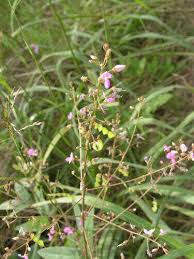 Attēlu rezultāti vaicājumam “Trichia ambigua stalked”