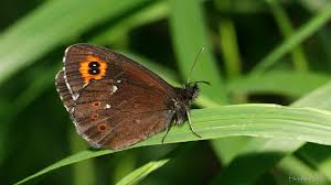 Attēlu rezultāti vaicājumam “Erebia ligea”