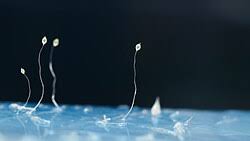 Attēlu rezultāti vaicājumam “Physarum pezizoideum stalked”