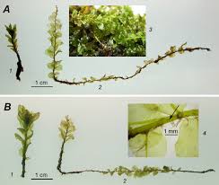 Attēlu rezultāti vaicājumam “Plagiomnium elatum”