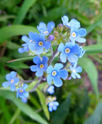 Attēlu rezultāti vaicājumam “Myosotis micrantha”