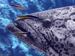 Image result for Epinephelus tukula