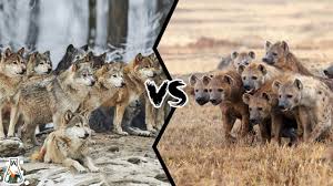 Image result for Weston Rhyn Wolves
