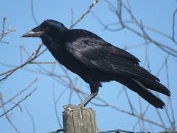 Attēlu rezultāti vaicājumam “Corvus frugilegus”