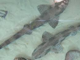 Image result for Scyliorhinus canicula