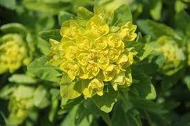 Attēlu rezultāti vaicājumam “Euphorbia palustris”