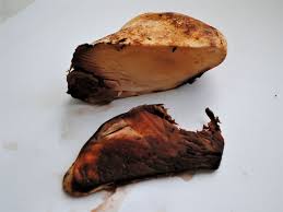 Attēlu rezultāti vaicājumam “Buglossoporus quercinus”