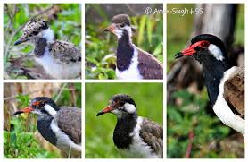 Attēlu rezultāti vaicājumam “Vanellus vanellus adult”