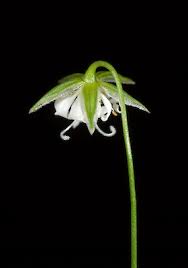 Attēlu rezultāti vaicājumam “Stellaria graminea flower”