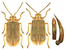 Attēlu rezultāti vaicājumam “Galerucella nymphaeae”