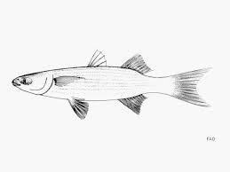 Image result for Mugil liza