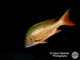 Image result for Lutjanus analis